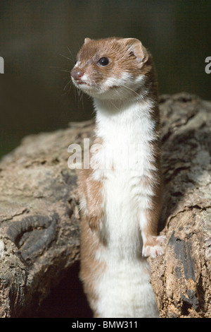 Weasel (Mustela nivalis). Alert, standing on hind legs. Stock Photo