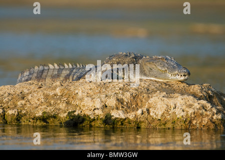 Mugger or Marsh Crocodile (Crocodylus palustris) Chambal River, Madhya Pradesh INDIA. Stock Photo