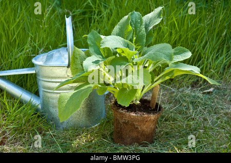 Eco-coir planting pot; not plastic, but instead biodegradable, with wild foxglove ready to be planted out, in its eco-container. Stock Photo