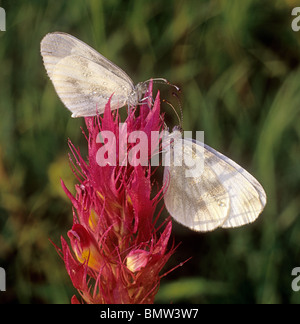 Wood White (Leptidea sinapis, Leptidea reali), two individuals on an inflorescence. Stock Photo