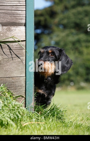 Wire-haired Dachshund, Wire-haired sausage dog, domestic dog (Canis lupus f. familiaris), female in a meadow looking out from b Stock Photo