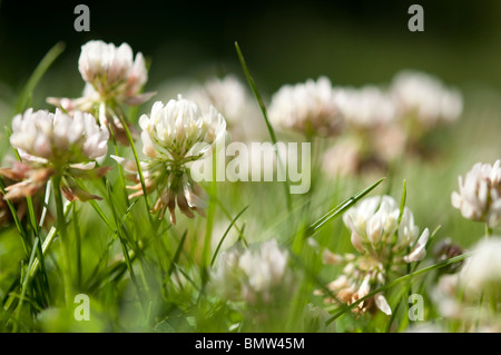 White Clover and grass growing in a field Stock Photo