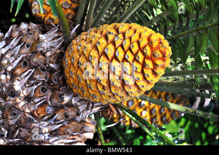 Cycad cone, Encephalartos Transvenosus - Monte Palace botanical garden, Monte, Madeira Stock Photo