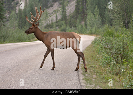 Deer crossing road Stock Photo