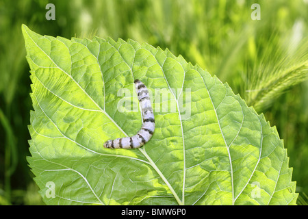 silkworm ringed silk worm eating mulberry green leaf Stock Photo