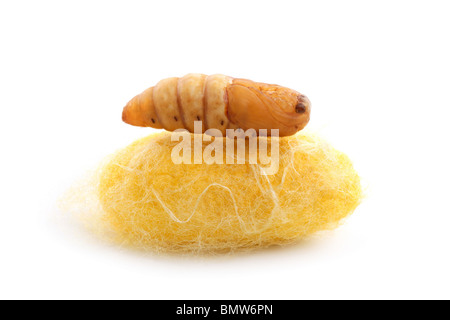 chrysalis silkworm up over silk worm cocoon Stock Photo