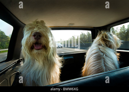 Bearded Collie dogs looking out of a car Stock Photo
