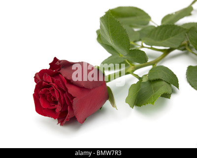 A single red Rose lying down on a white background Stock Photo