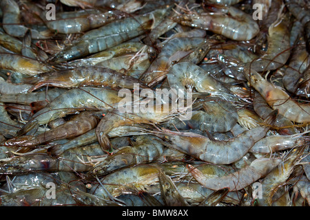 Wild Caught Gulf of Mexico Shrimp main image 0
