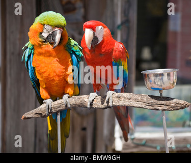 Macaws, Captive, Pair, Perching Stock Photo