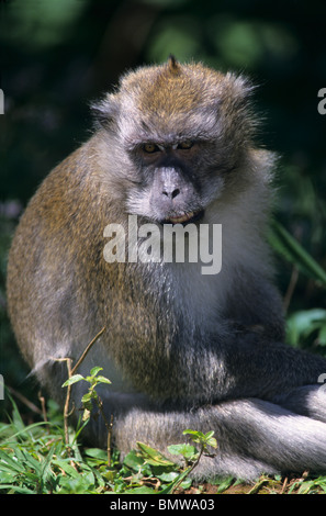 Crabeating macaque (Macaca fascicularis) near sacred Hindu temple Pilgrimage site. Grand Bassin. Mauritius Island. Indian Ocean Stock Photo