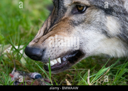 Juvenile european grey wolf snarling over food Stock Photo