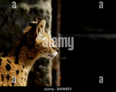 portrait of serval Stock Photo