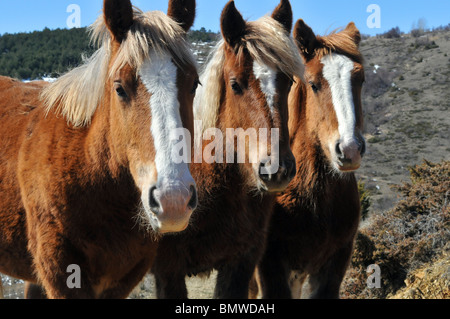 Three Horses, looking at camera, with funny blond fringe hair, Cerdanya, Eastern Pyrenees, Girona, Catalonia, Spain Stock Photo