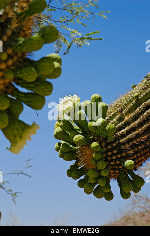 saguaro cactus (Carnegiea gigantea), South Mountain Park, Phoenix, AZ Stock Photo