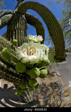 saguaro cactus in bloom (Carnegiea gigantea), South Mountain Park, Phoenix, AZ Stock Photo