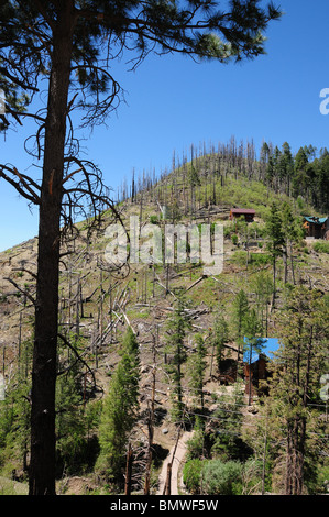 Trees effected by the Aspen Fire of 2003 litter Summerhaven on Mount Lemmon, in the Santa Catalina Mountains, Arizona, USA. Stock Photo