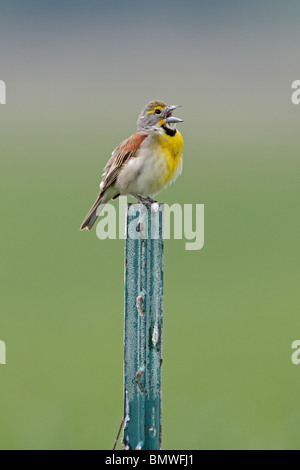 Male Dickcissel singing from post Stock Photo