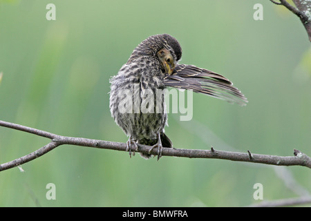 Juvenile Red-winged Blackbird preening Stock Photo