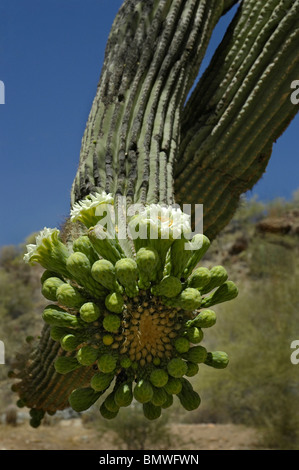 saguaro cactus (Carnegiea gigantea), at South Mountain Park, Phoenix, AZ Stock Photo