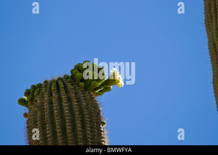 saguaro cactus (Carnegiea gigantea), South Mountain Park, Phoenix, AZ Stock Photo