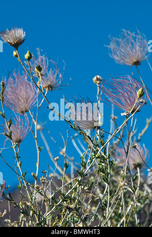 Apache Plume Fallugia paradoxa Sunset Crater Volcano N.M. Arizona USA