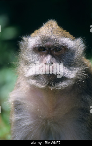 Crabeating macaque (Macaca fascicularis) near sacred Hindu temple Pilgrimage site. Grand Bassin. Mauritius Island. Indian Ocean Stock Photo