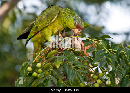 Red-crowned Parrot Amazona viridigenalis Los Angeles County California USA Stock Photo