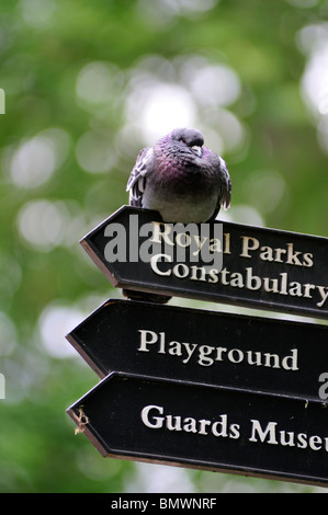 Feral Pigeon on signpost, St James Park, London, United Kingdom Stock Photo