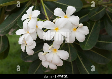White Frangipani (Plumeria) flowers Stock Photo