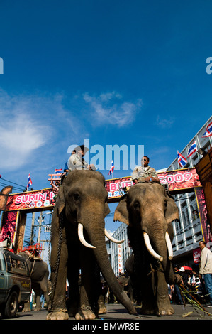 Elephants roaming the streets of Surin during the annual elephant roundup which takes place every November. Stock Photo