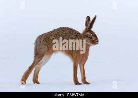 European Brown Hare (Lepus europaeus), adult arching its back. Stock Photo