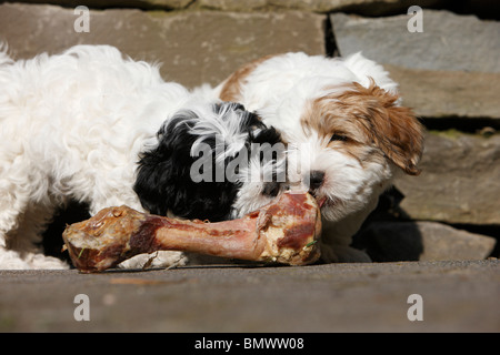 Havanese (Canis lupus f. familiaris), two puppies chewing on a ham bone, Germany Stock Photo