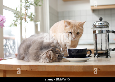 British Shorthair (Felis silvestris f. catus), two 2 years old cats sitting on a kitchen table watching a cup of coffee, Germany Stock Photo