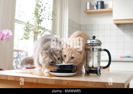 British Shorthair (Felis silvestris f. catus), two 2 years old cats sitting on a kitchen table watching a cup of coffee, Germany Stock Photo