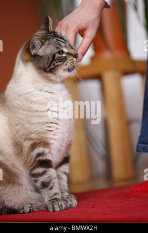 domestic cat, house cat (Felis silvestris f. catus), 7 years old Siam Mix sitting on the floor playing with the hand of a woman Stock Photo