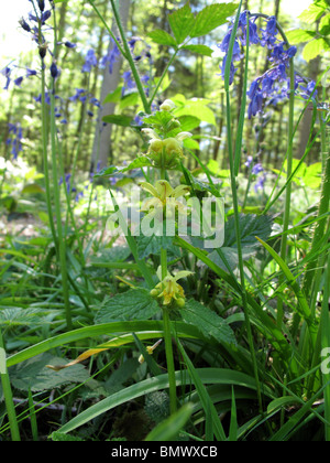 Yellow Archangel (Lamiastrum galeobdolon) Stock Photo