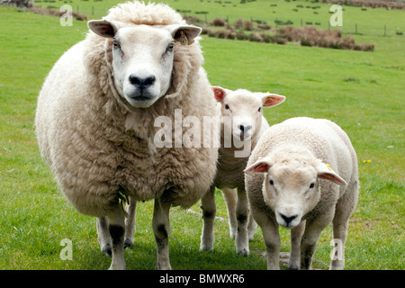 Agriculture livestock sheep with two spring lambs Dumfries and Galloway Scotland UK Stock Photo