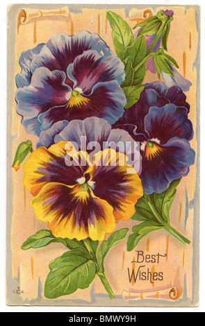 Greetings Card - Purple and Yellow Pansy Stock Photo