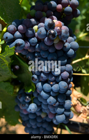 Grapes on vine, Ibiza, Balearics, Spain Stock Photo