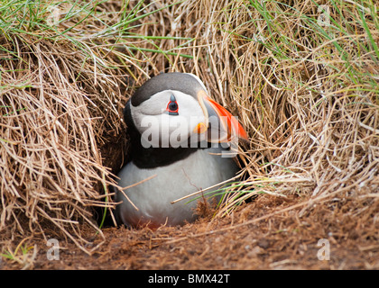 Puffin emerging from nest burrow Stock Photo