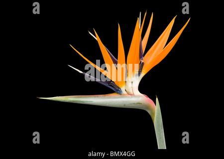 Bird of paradise or crane flower, Strelitzia reginae Stock Photo