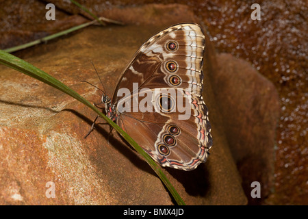 Marginal eyespots on underside of butterfly wings Wildlife Park Combe Martin Devon UK Stock Photo