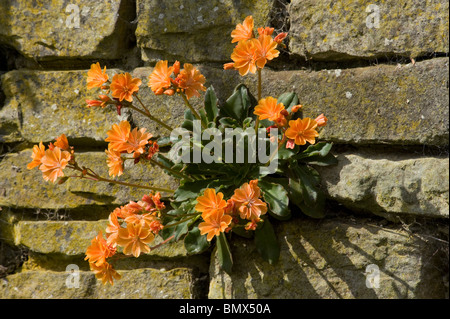 Lewisia cotyledon growing from a crevice in a wall in the sun Stock Photo