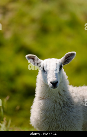 Prime British Livestock - Sheep Stock Photo