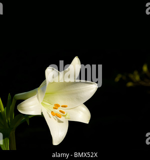 Easter lily, Lilium longiflorum, from Japan and Ryukyu Islands Stock Photo