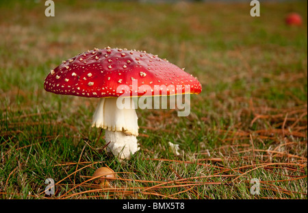 Fly agaric, Amanita muscaria, contains muscarine which is both poisonous and hallucinogenic. Stock Photo