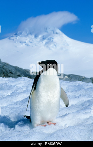 Adelie Penguin, (Pygoscelis adeliae), Port Lockroy, Antarctic Peninsula. Stock Photo