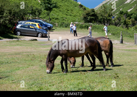 Exmoor ponies grazing in car park Valley of the Rocks Exmoor North Devon UK Stock Photo