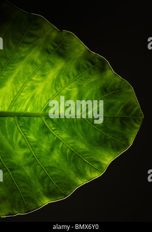 The end of a green plant leaf, black background Stock Photo